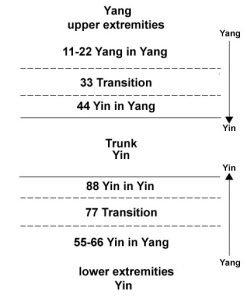 Division of limbs into Yang and Yin