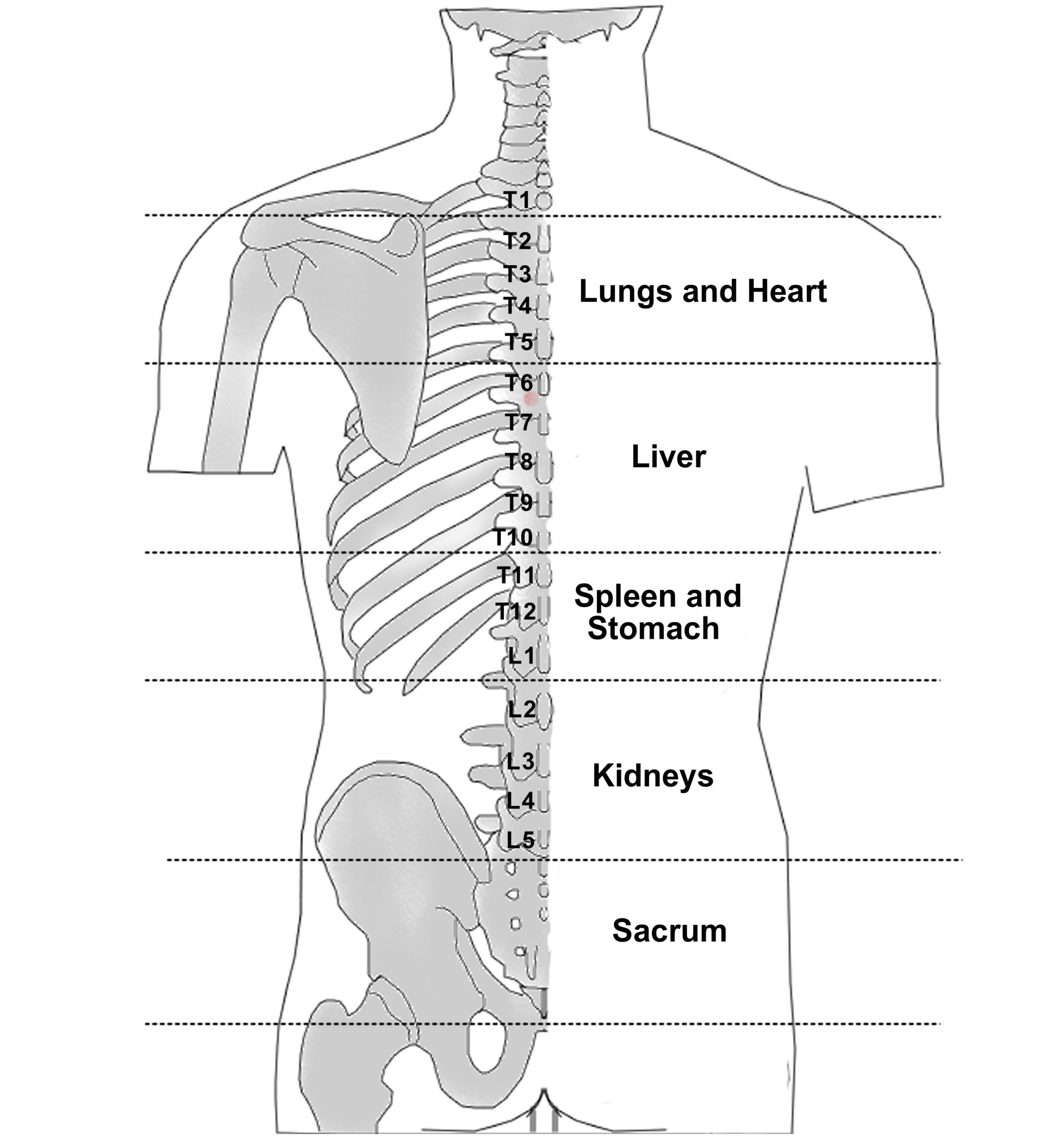 Bloodletting Regions of the Internal Organs on the Back Bloodletting Regions of the Internal Organs on the Back