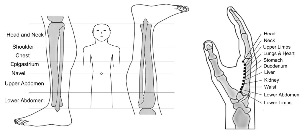 Imaging Between the Second Metacarpal Bone and the Whole Body Imaging Between the Second Metacarpal Bone and the Whole Body