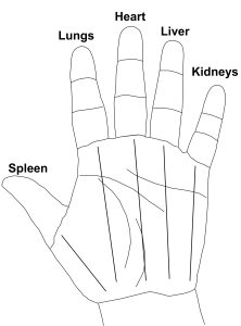 The Five Organs on the Palm
